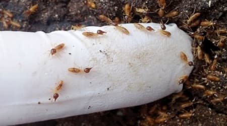 Nasutitermes Termite